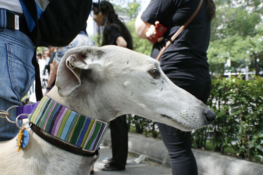 Galgo