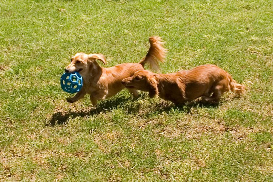 Perros jugando