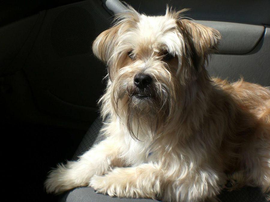 Tibetan terrier shaved