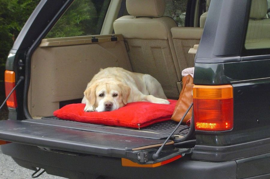 Perro en coche