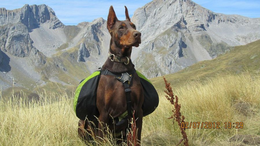 Dobermann