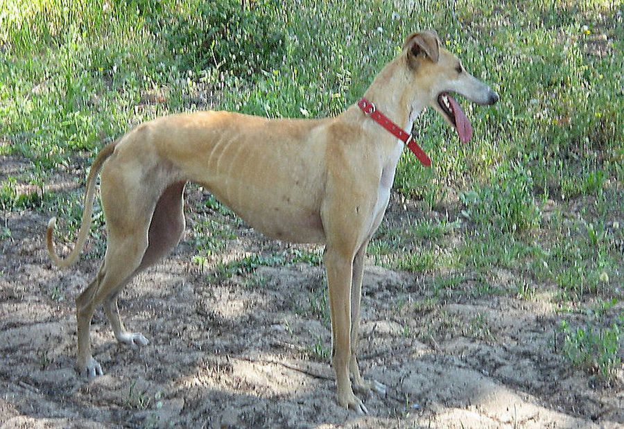 galgo