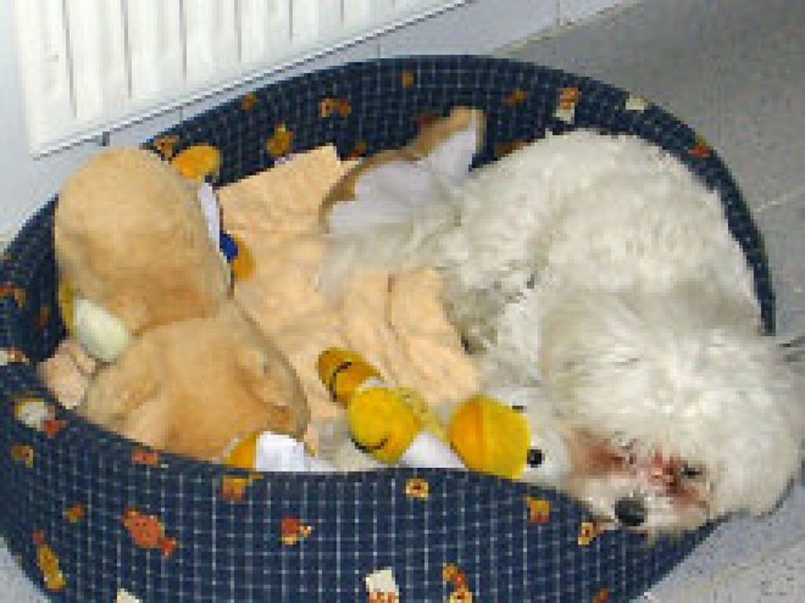cama perro