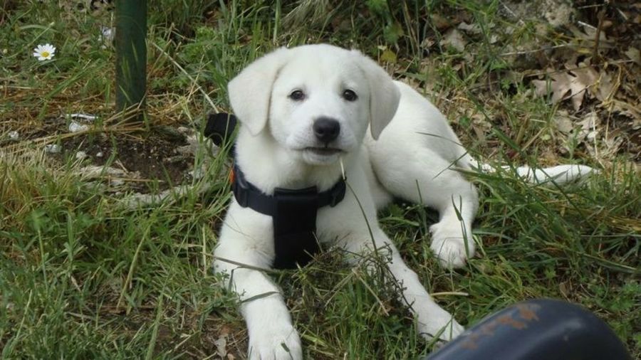 cachorro parque