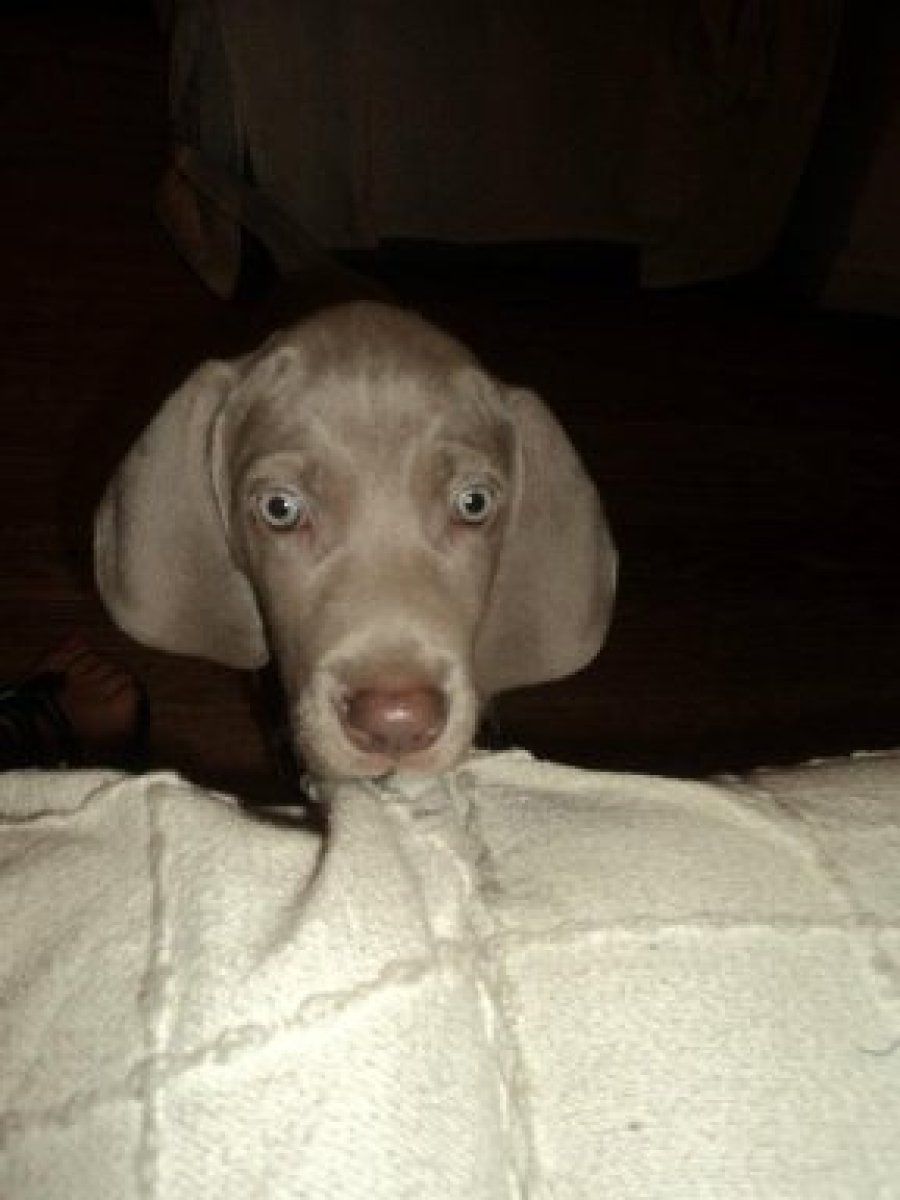 weimaraner