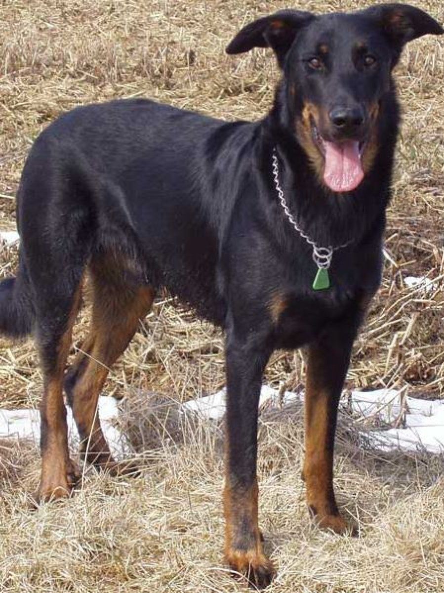 Beauceron 3