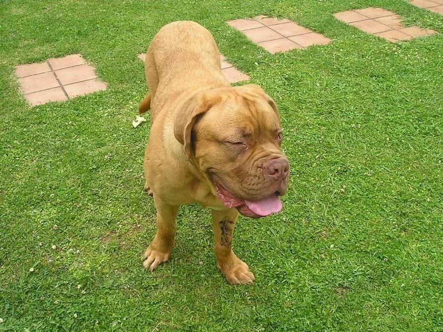 Dogo de Pie en el jardín