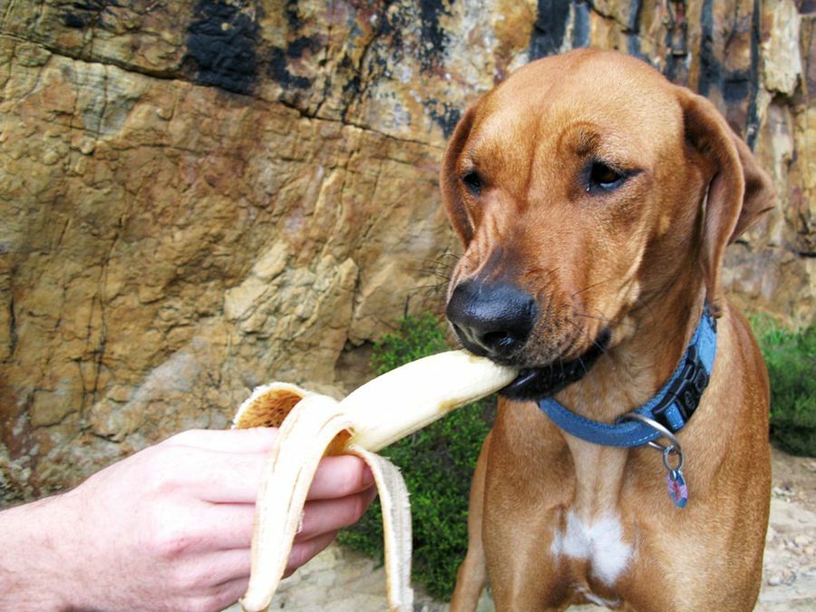 comida perros