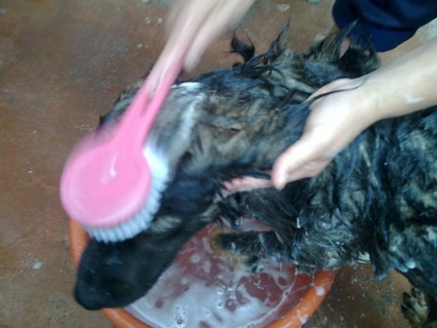 Imagen 4