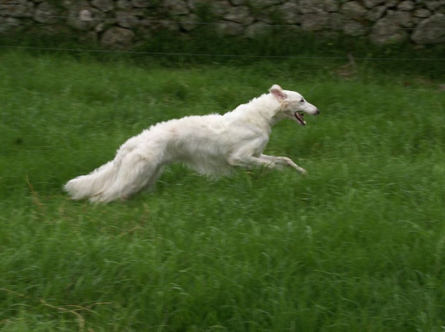 Bozoi