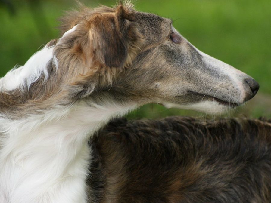 Borzoi