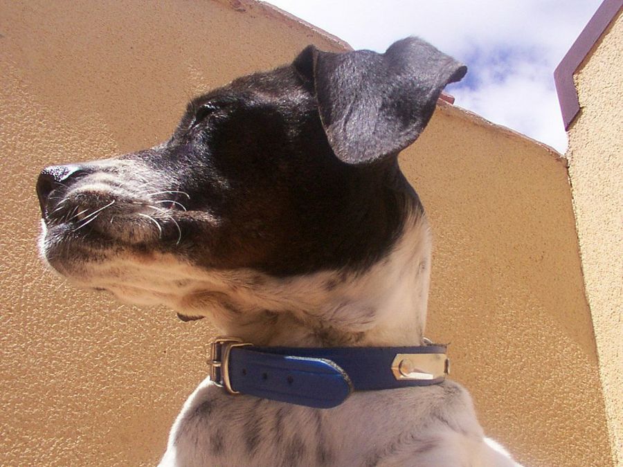 Perro
