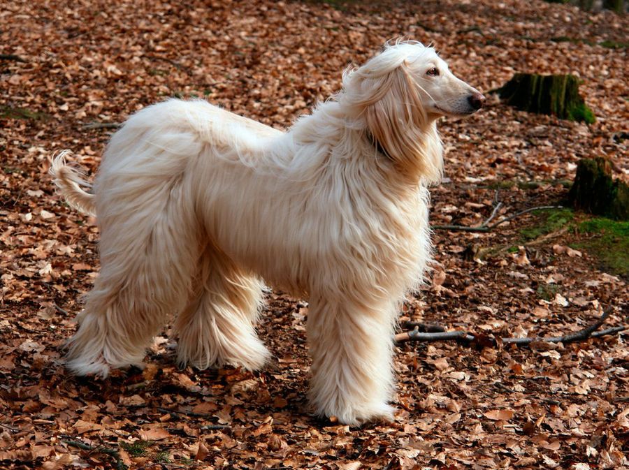 Perro