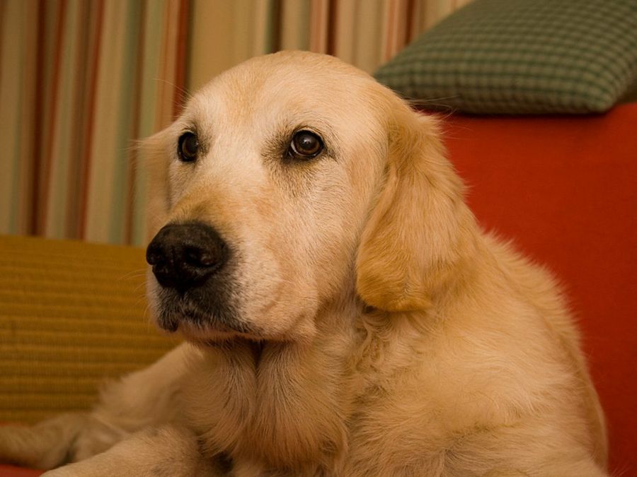 Perro