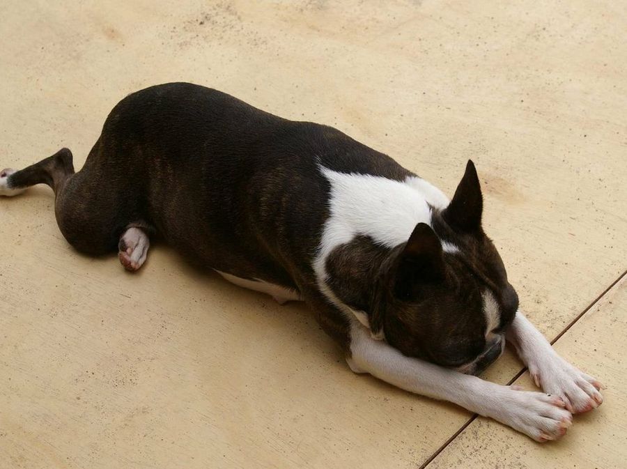 Perro