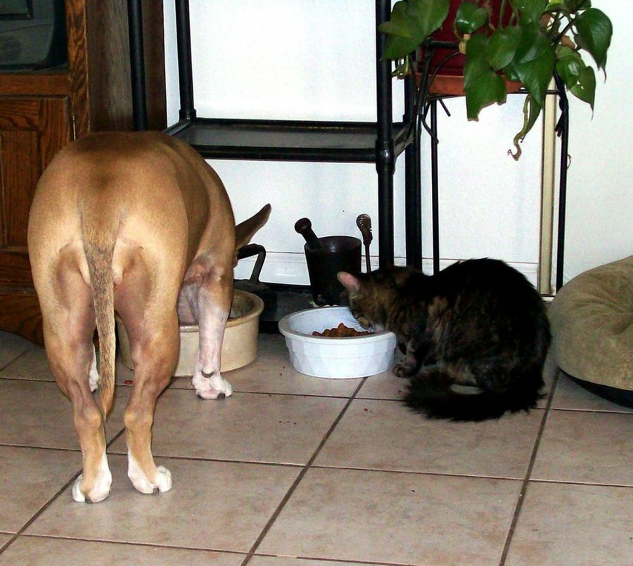 perro y gato comiendo