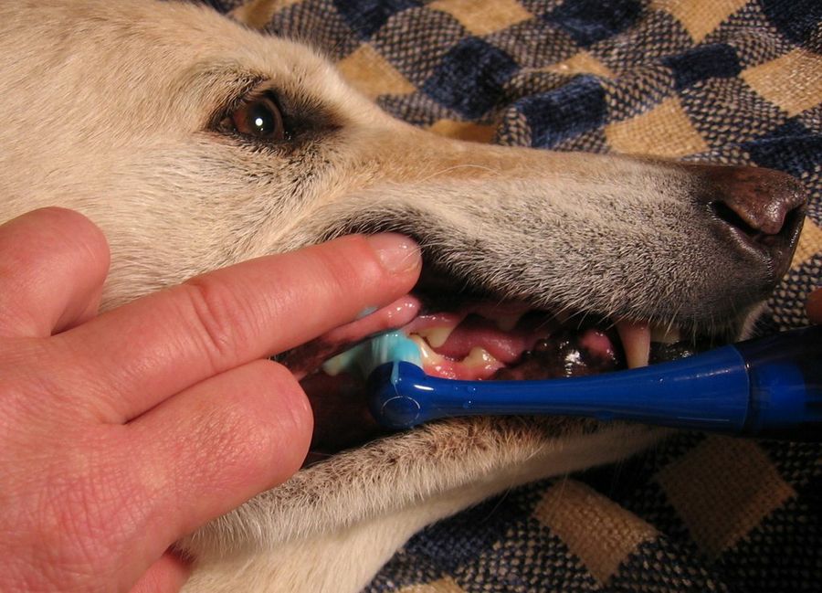 Perro