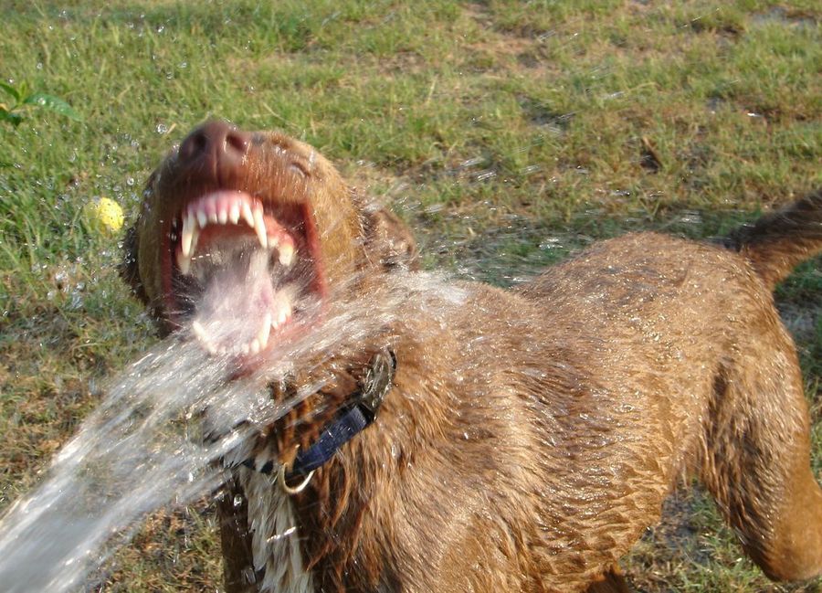 Perro