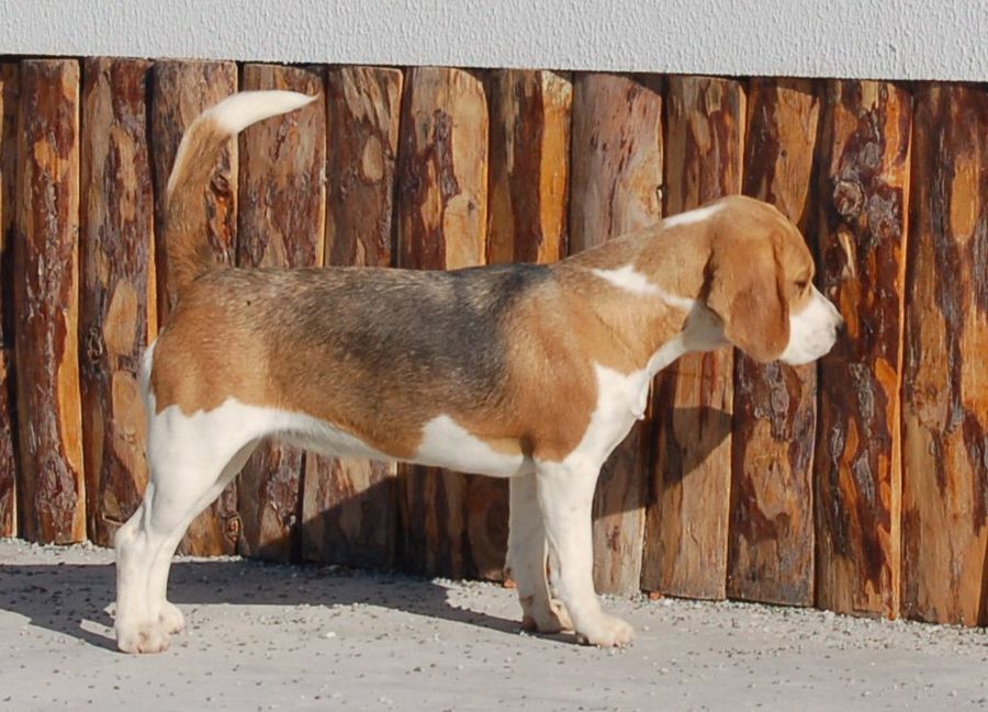 Perro