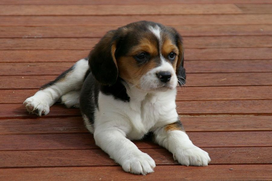 Cachorro