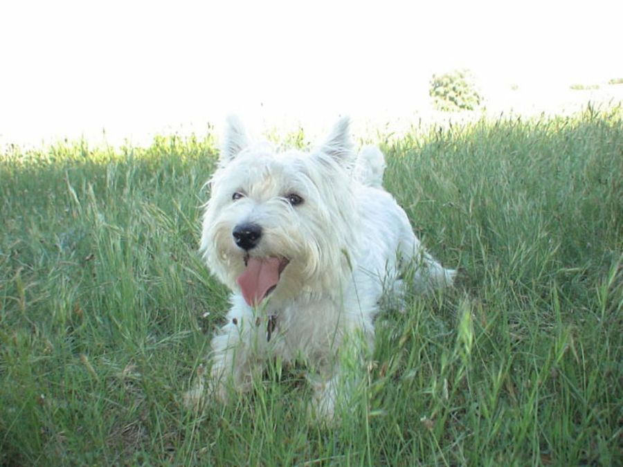 perro blanco