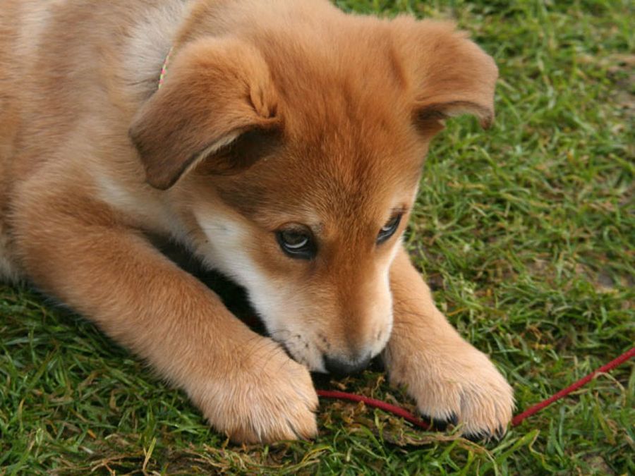 perro con collar