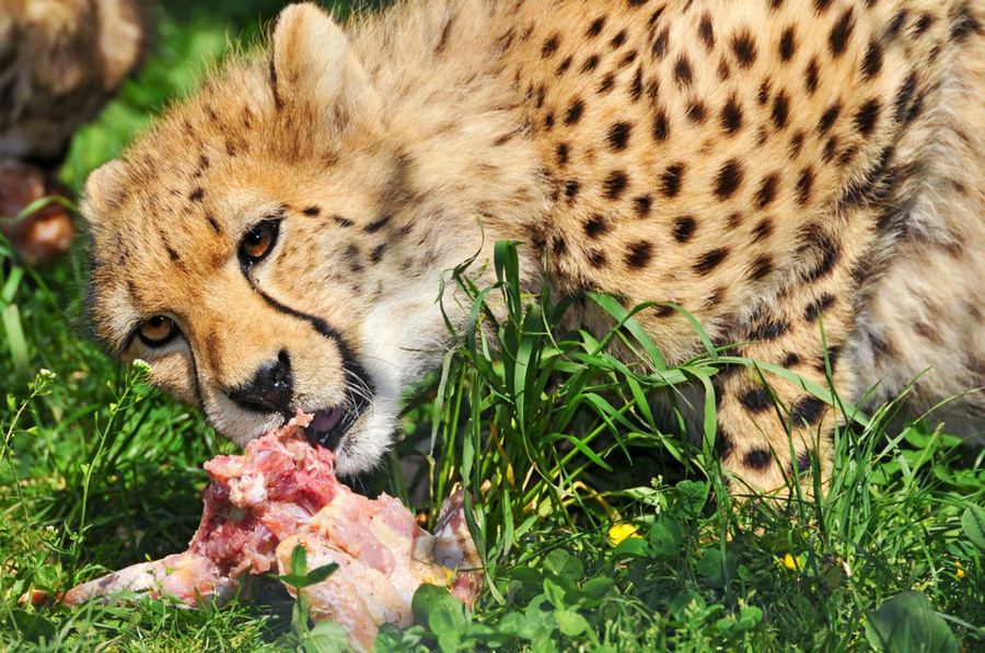 guepardo comiendo
