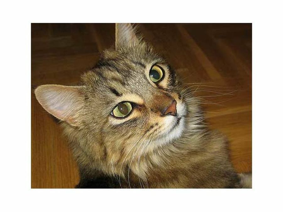 gato