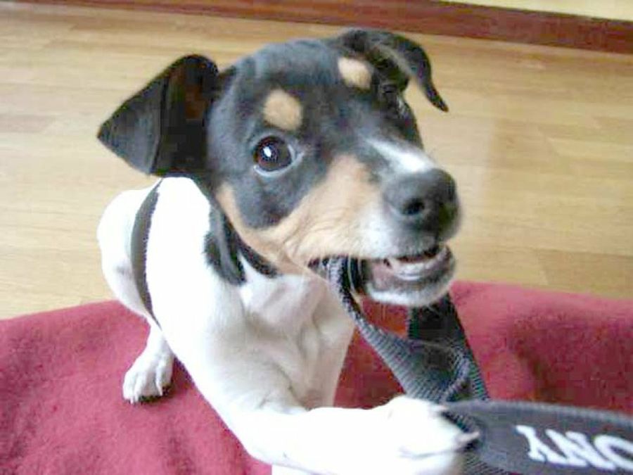 perro jugando