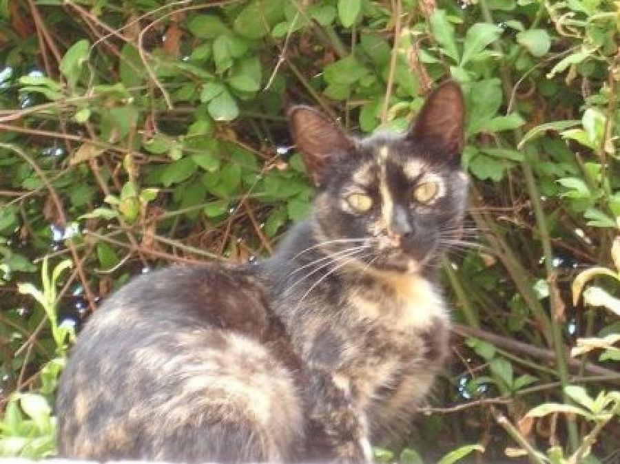 gato