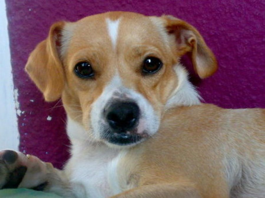 perro