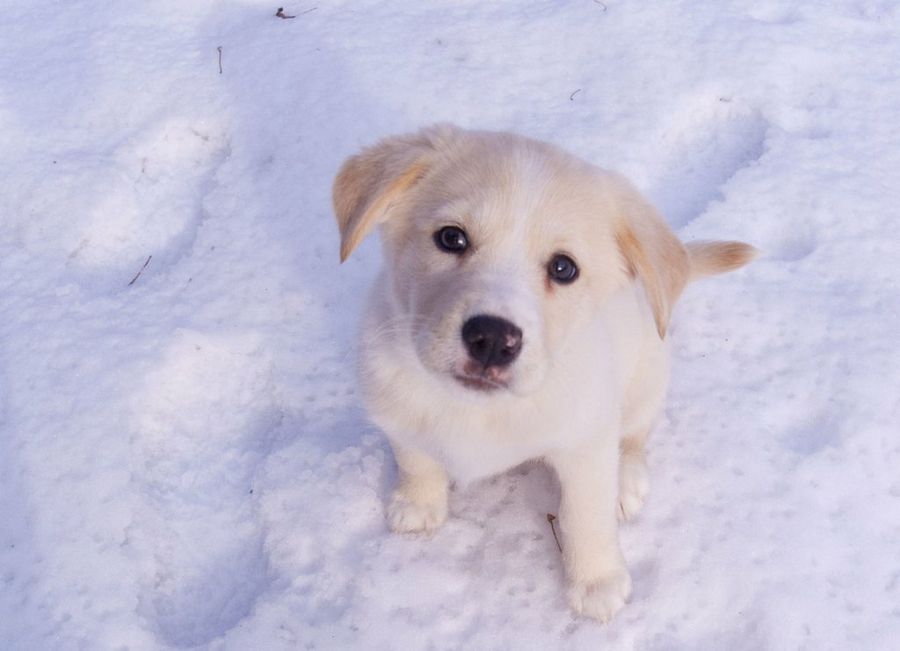 perro en la nieve