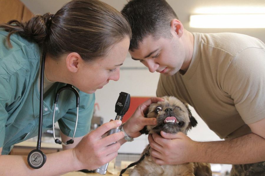 veterinaria y perro
