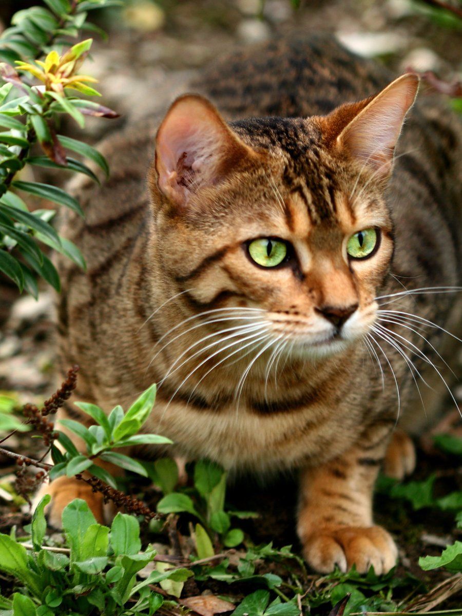 Gato