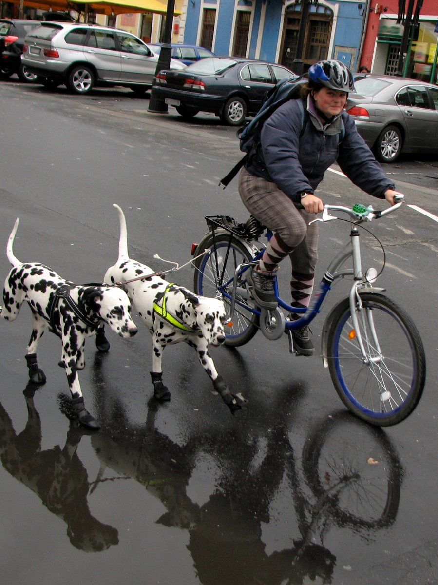 Bicicletas y perros