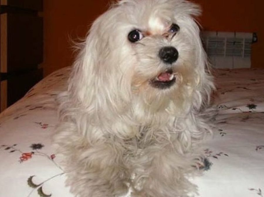 adoptar perros