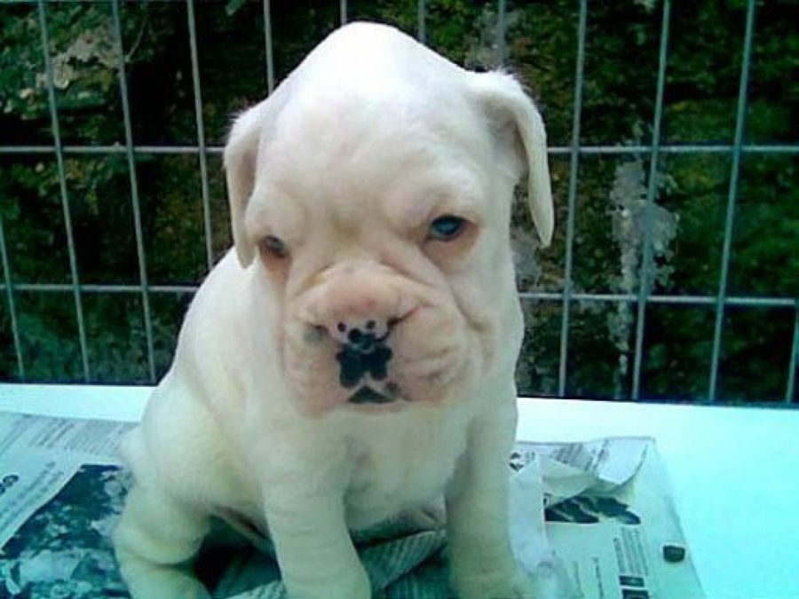 adoptar perros