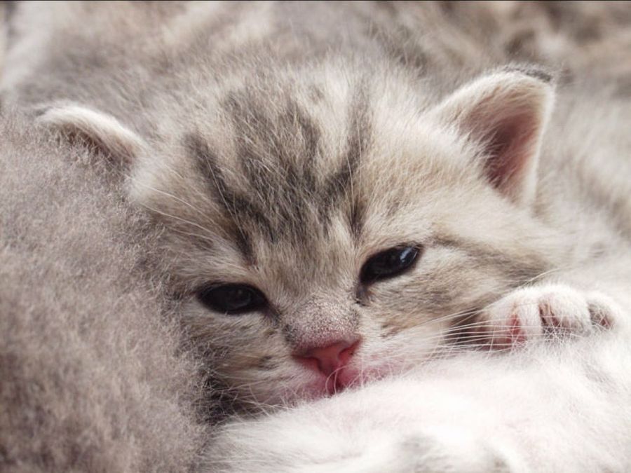 gato
