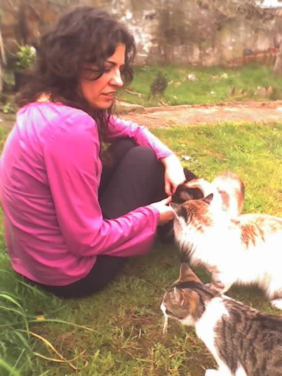 gatos