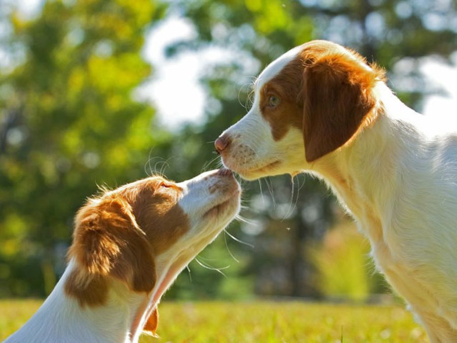 dos perros