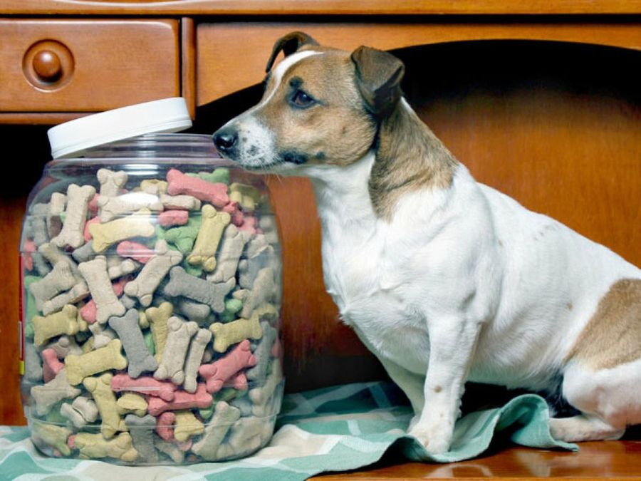 perro con galletas