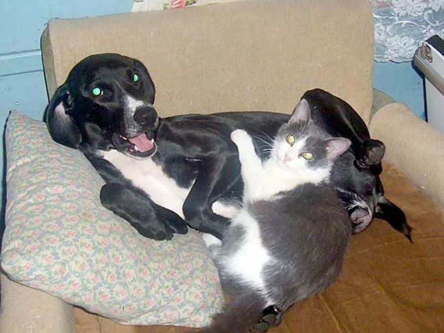 perroy gato