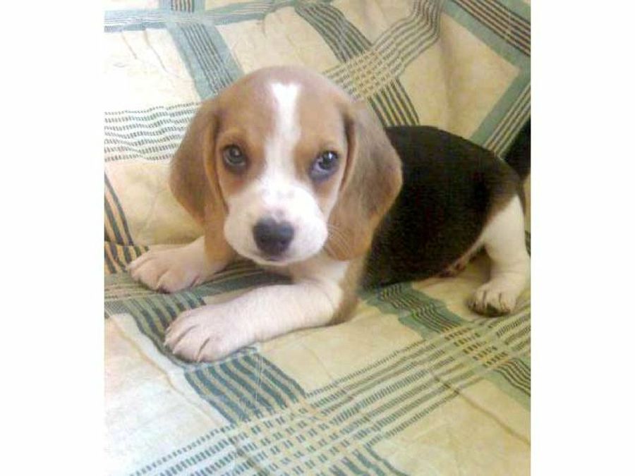 cachorro beagle
