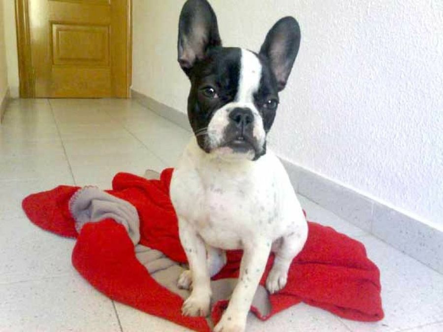 bull dog francés