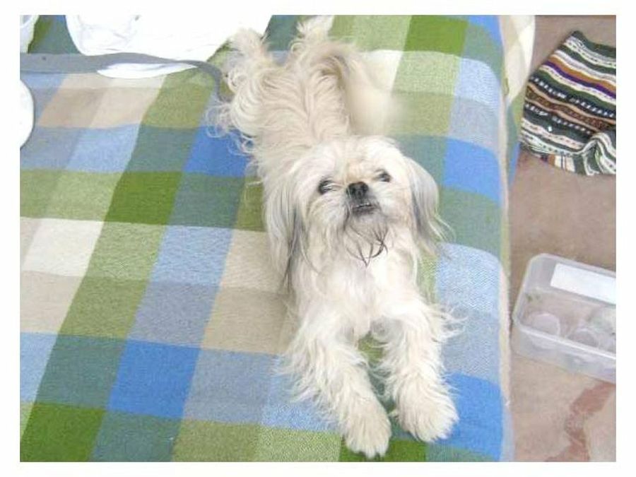 perro tumbado
