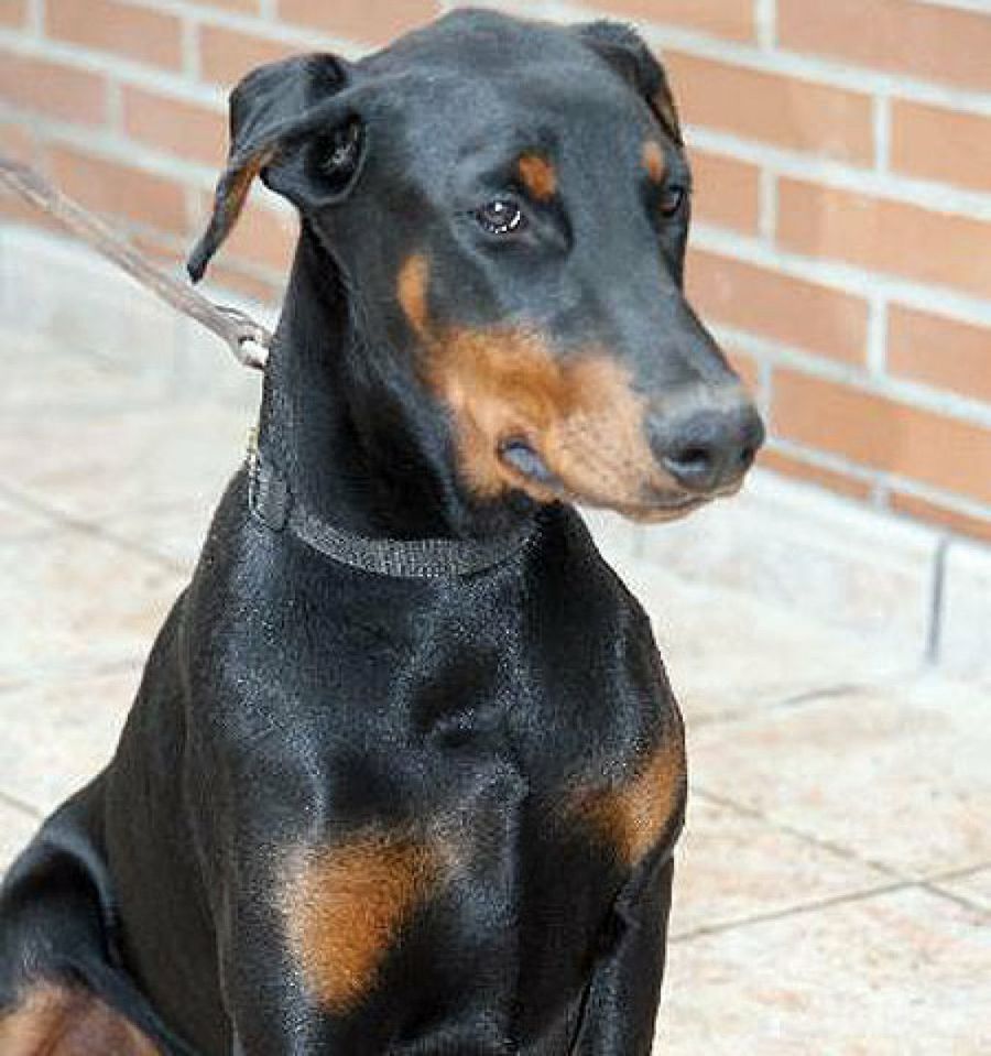 doberman