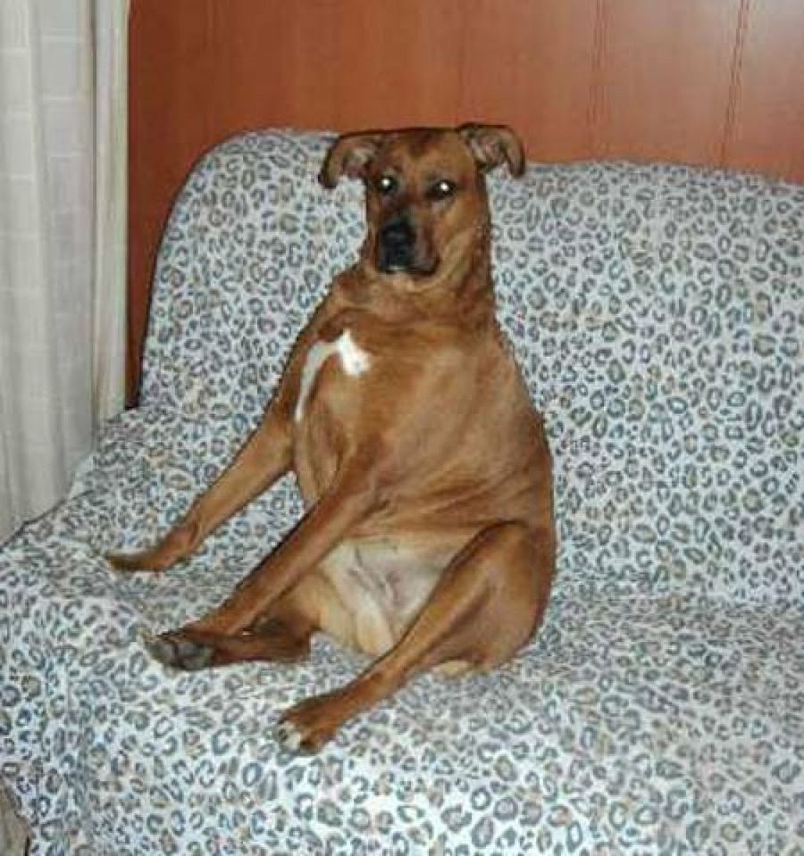 perro en el sofá