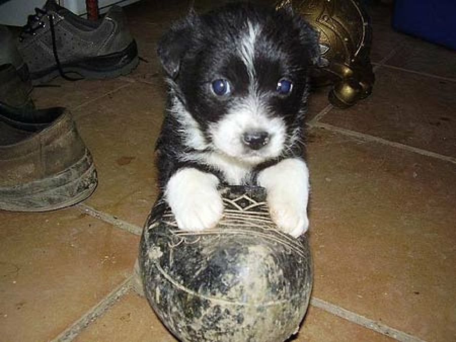 cachorro