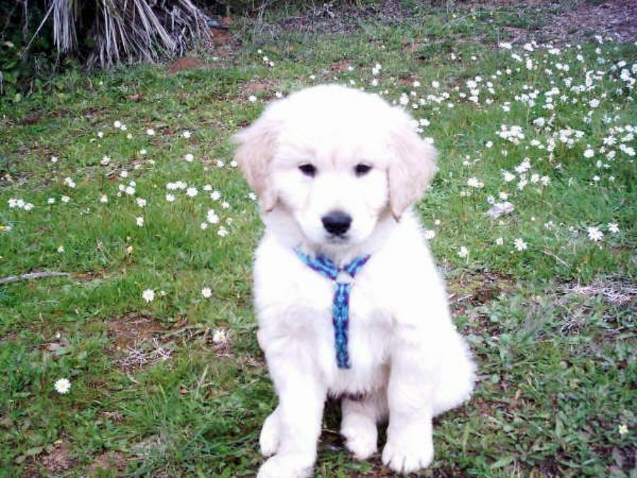 cachorro