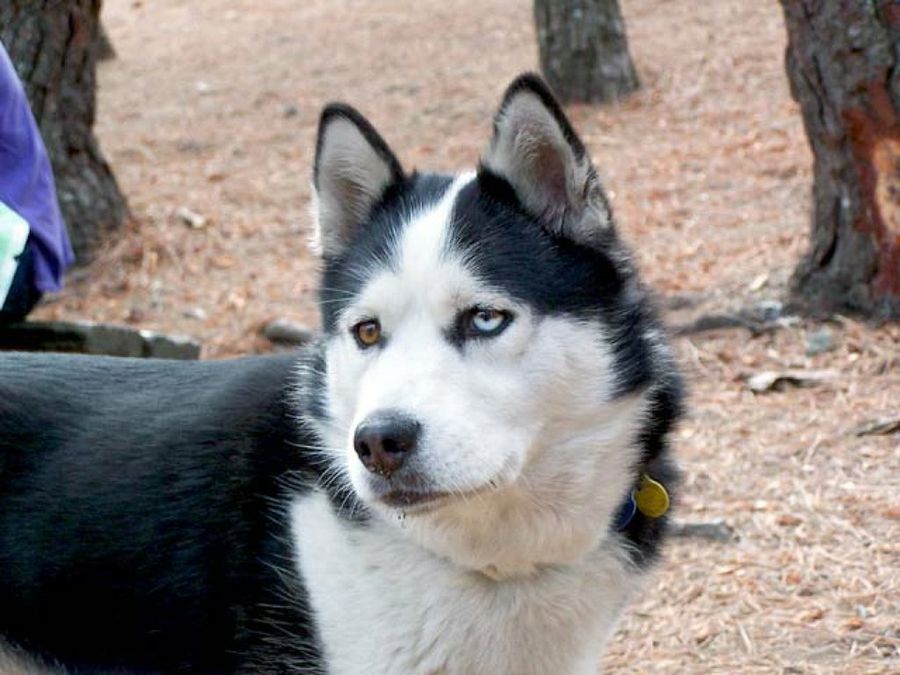 husky
